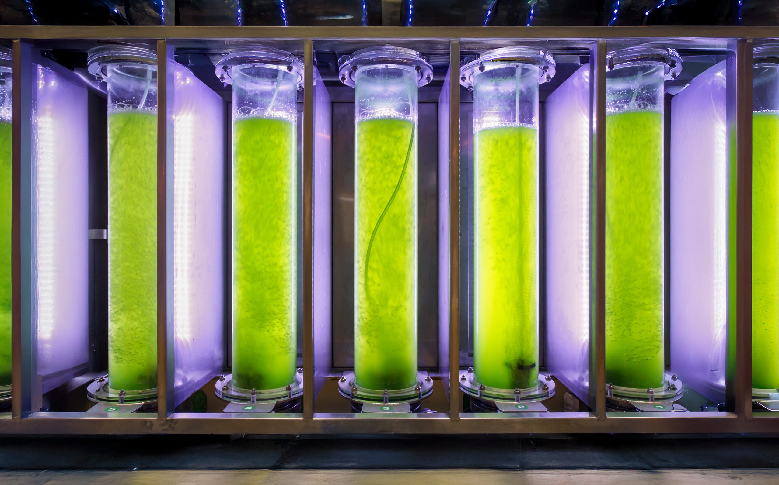 Algae fuel biofuel industry lab researching for alternative to fossil algae fuel or algal biofuel.
